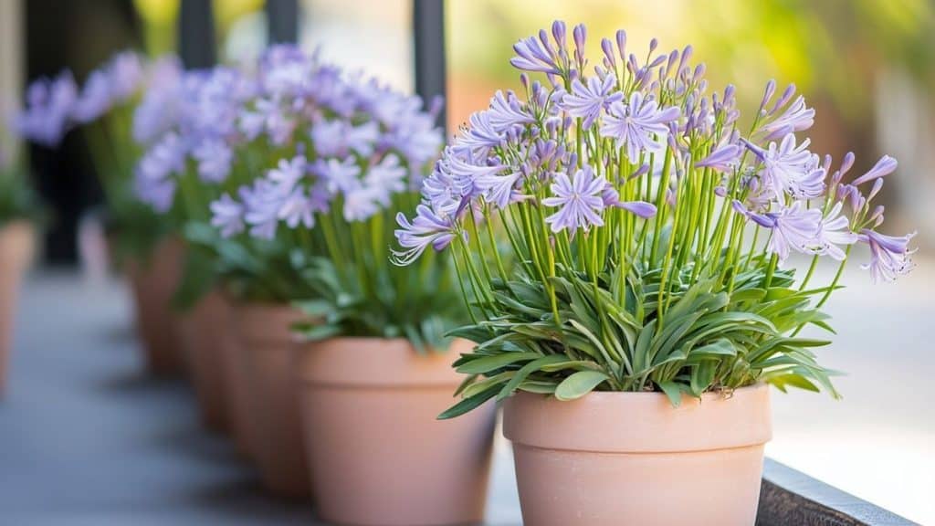 Agapanthe et gel : comment la protéger en hiver