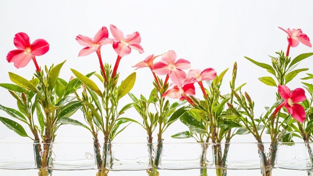 Bouture laurier rose : le moment parfait pour ne pas la rater