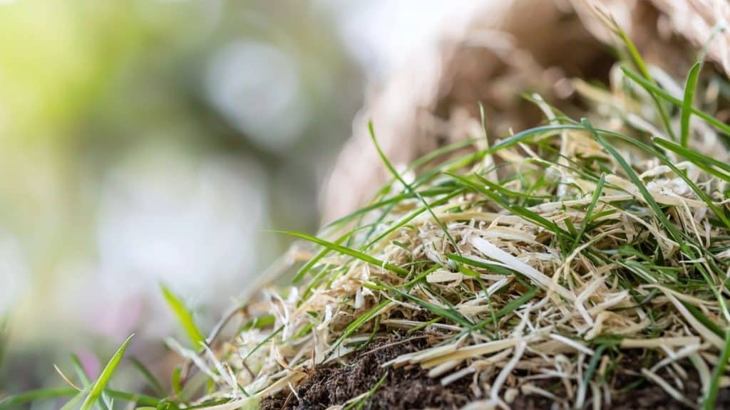 Fini le gaspillage : 6 façons malignes de donner une nouvelle vie à l’herbe tondue