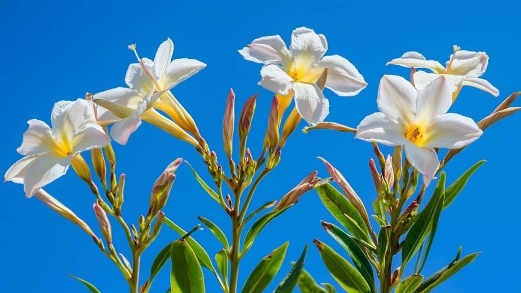 Floraison du laurier rose : comment l’obtenir plus longtemps ?