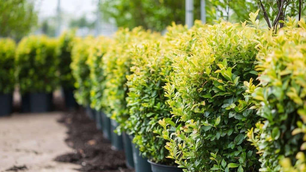 Haie fleurie pour brise-vue : mes plantations favorites à croissance rapide