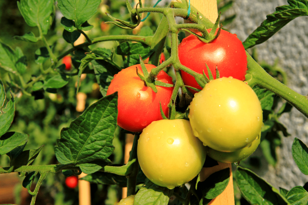 Tomates dévorées ? Mon jardinier m’a soufflé ces 2 recettes anti-pucerons 100 % naturelles