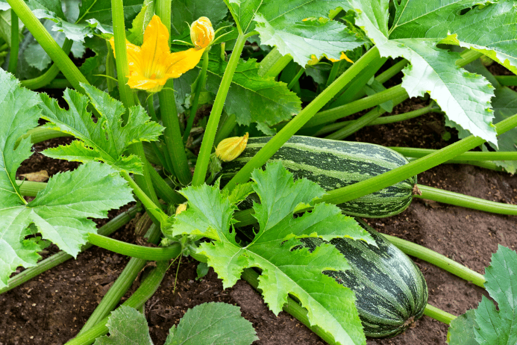 Les feuilles de courgettes changent soudain d’aspect… voilà ce que ça cache