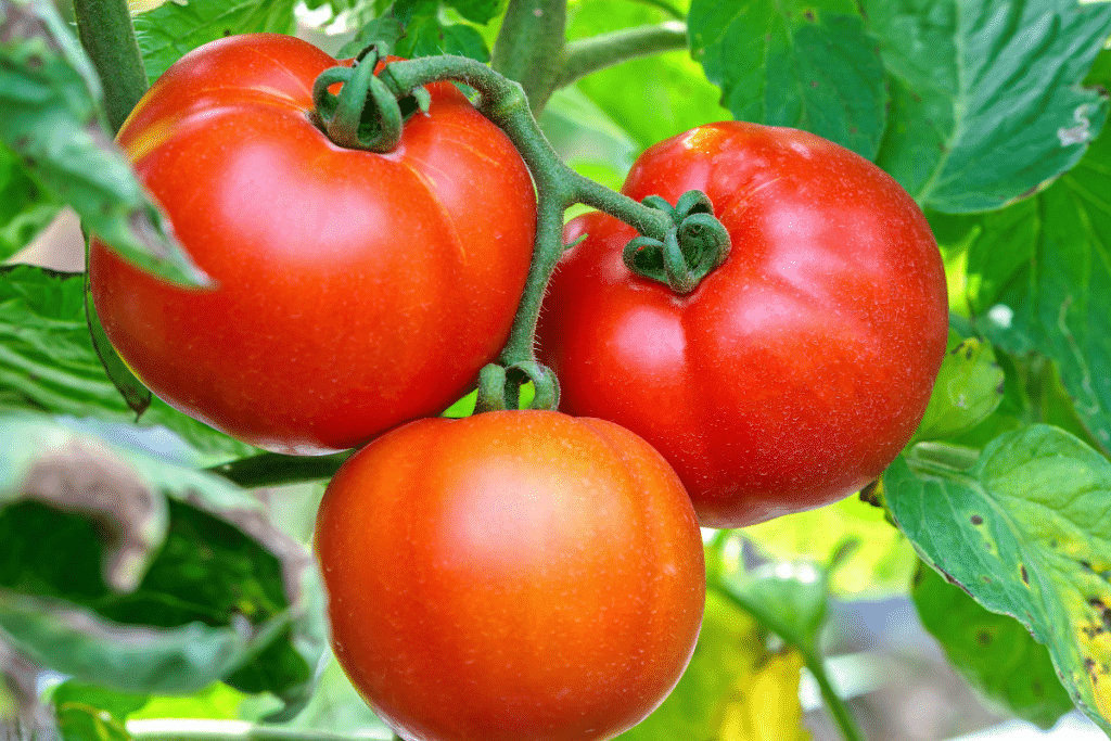 Ce conseil d’un maraîcher m’a permis d’avoir des tomates parfaites, sans fente