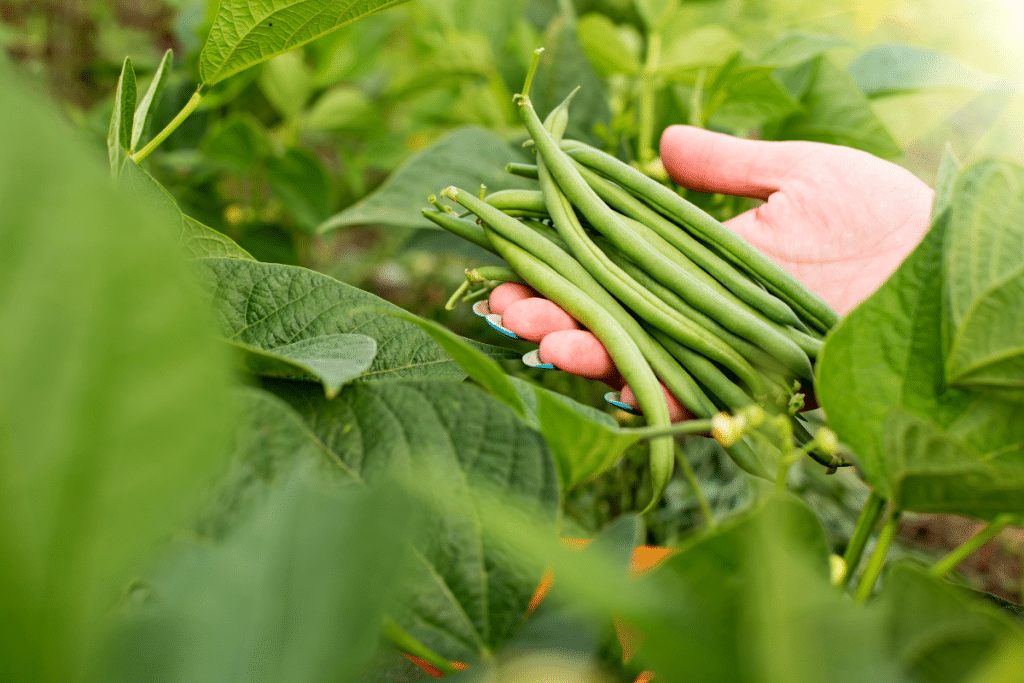 Ne ratez pas ce geste en Juillet : il relance la production des haricots verts