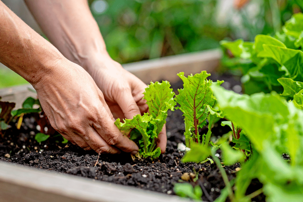 5 Semis malins à faire en août pour récolter des légumes gourmands bien après la rentrée