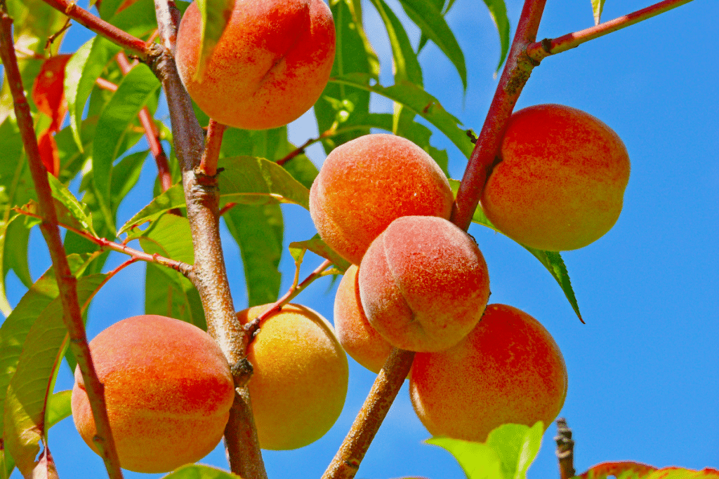 Sans une goutte d’eau en plus, cette technique a doublé la production de mes arbres fruitiers