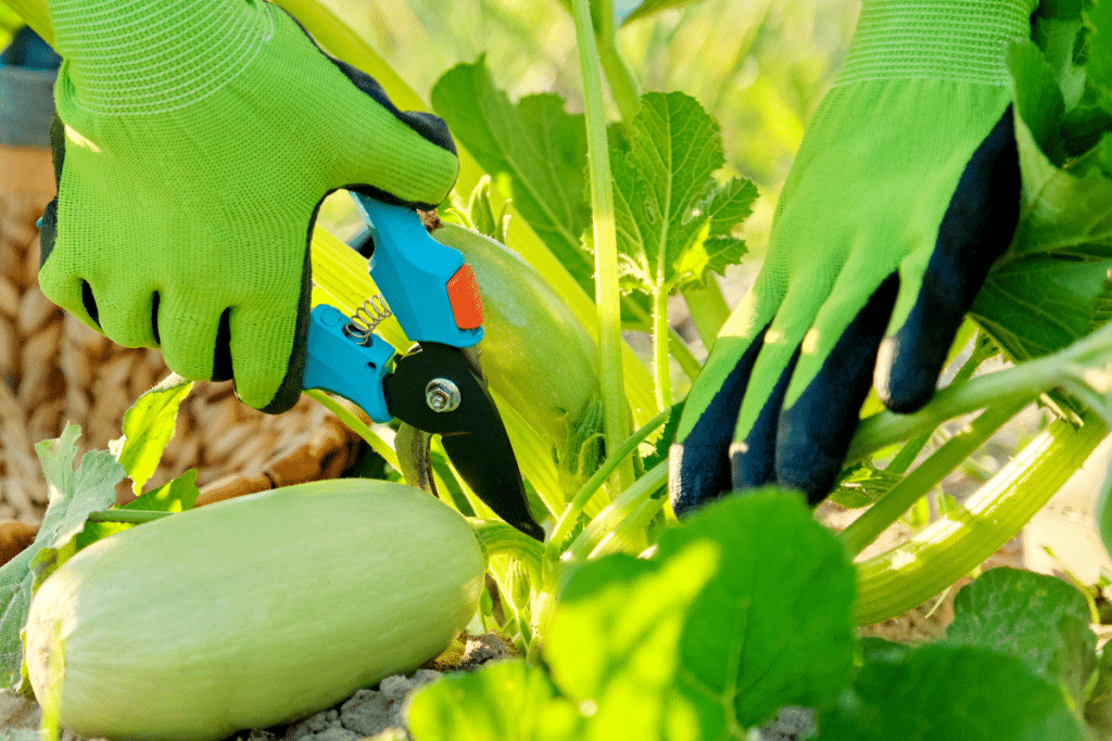 Je taillais toujours mes courgettes… jusqu’à ce que je comprenne que ça les tuait à petit feu