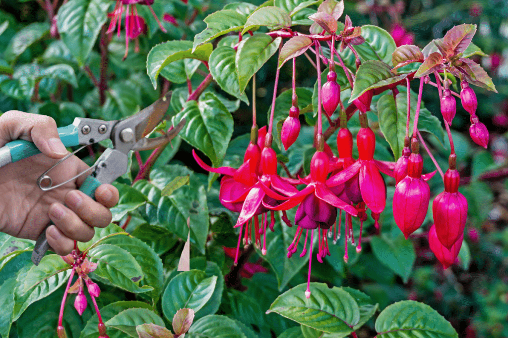 Un seul coup de sécateur à ce bon moment, et mes fuchsias n’ont jamais autant fleuri