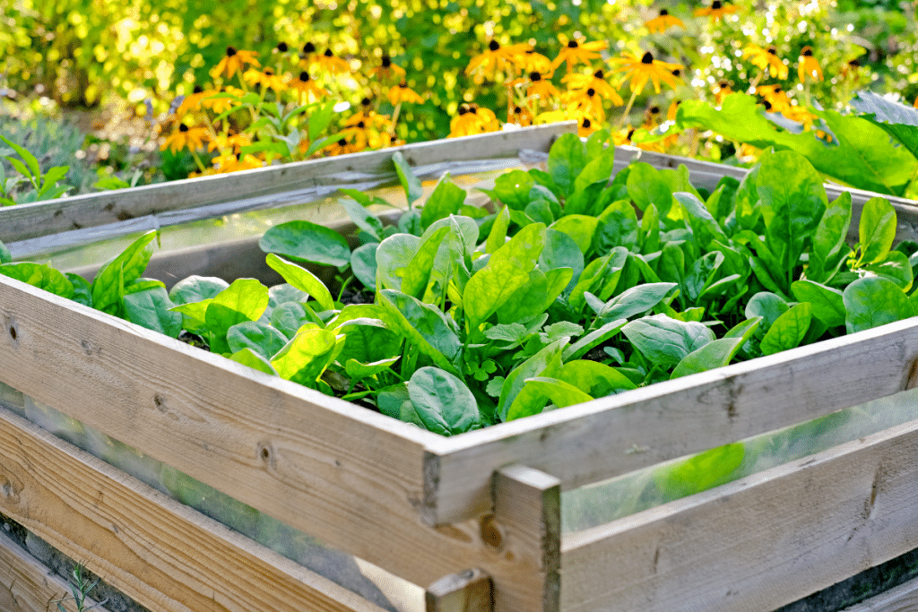 J’ai testé ces gestes pendant la canicule : mes légumes n’ont pas bronché