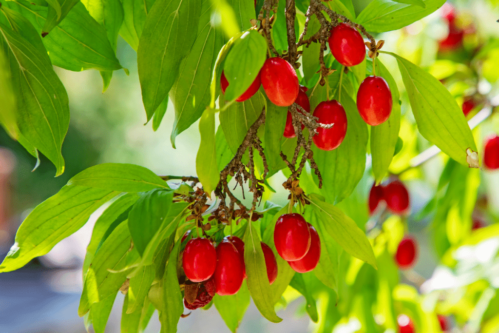 Ce fruit rare à semer en août attire toute la biodiversité