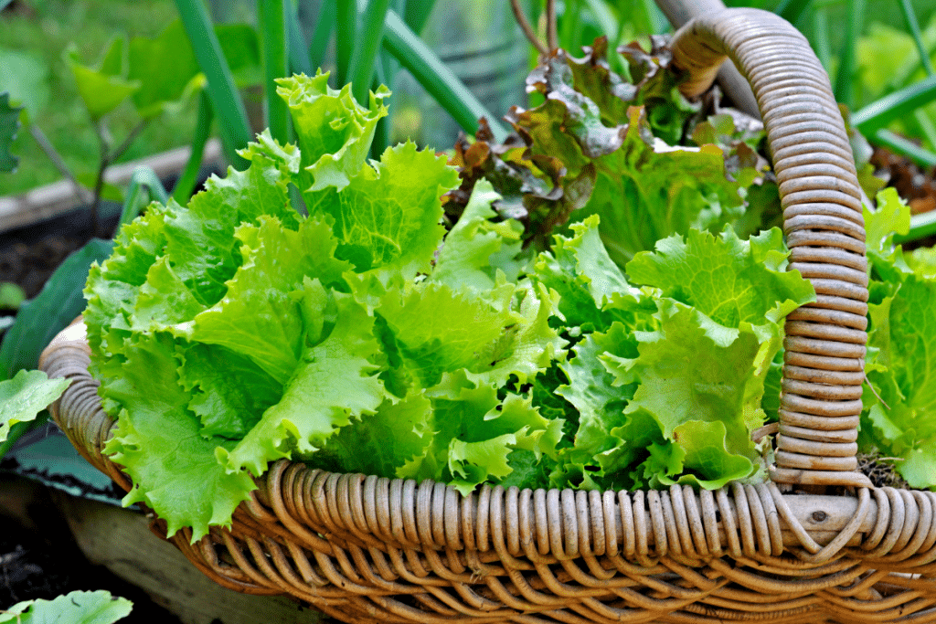 Le geste tout bête de ma grand-mère pour des salades croquantes comme au marché