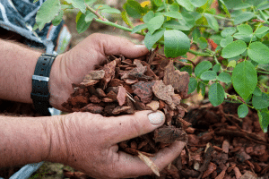 Le paillage : une protection naturelle et esthétique