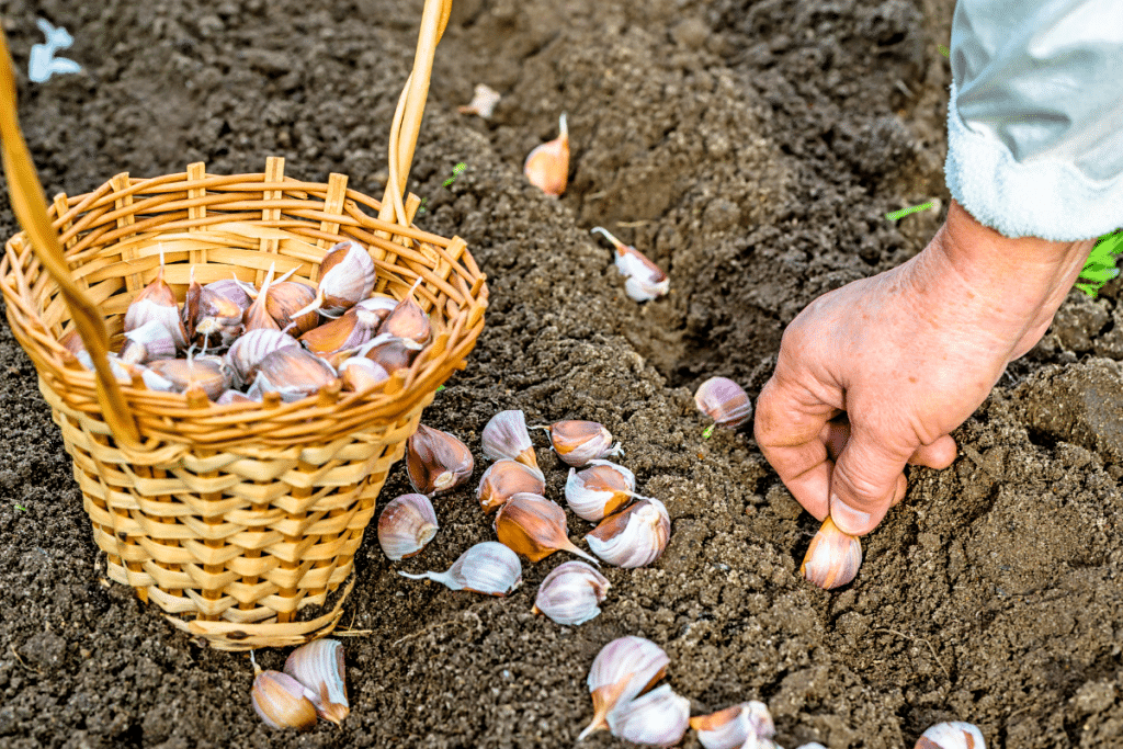 L’ail d’automne : le planter maintenant pour obtenir des têtes généreuses et parfumées