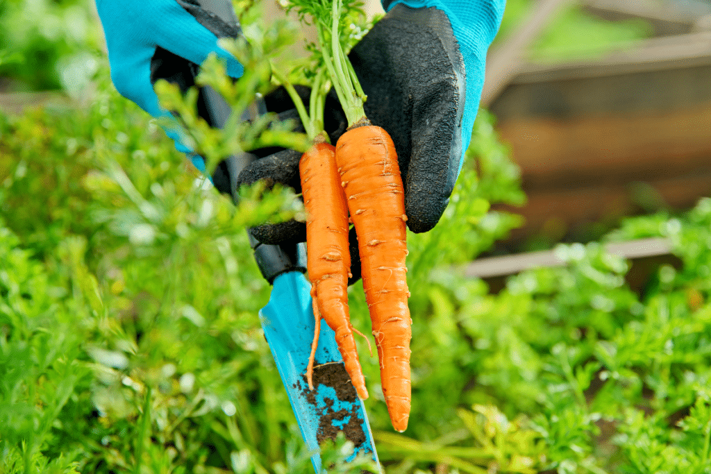 Carottes d’automne : pourquoi ces semis résistent mieux que ceux de l’été