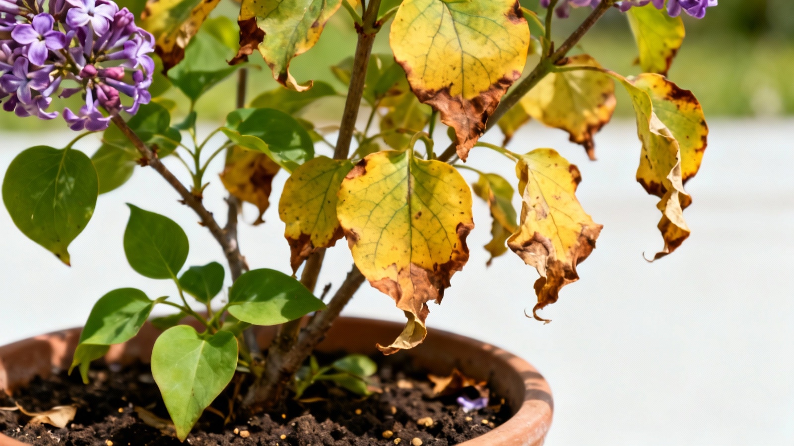 Pourquoi Mon Lilas Pr sente t il Un Fl trissement De La Feuille Enti re Pourquoi Mon Lilas Pr sente t il Un Fl trissement De La Feuille Enti re