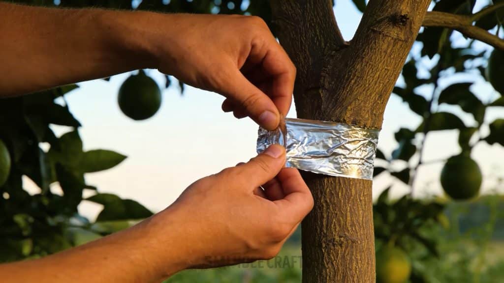 Ce geste simple avec du papier aluminium protège vos arbres fruitiers tout l'hiver