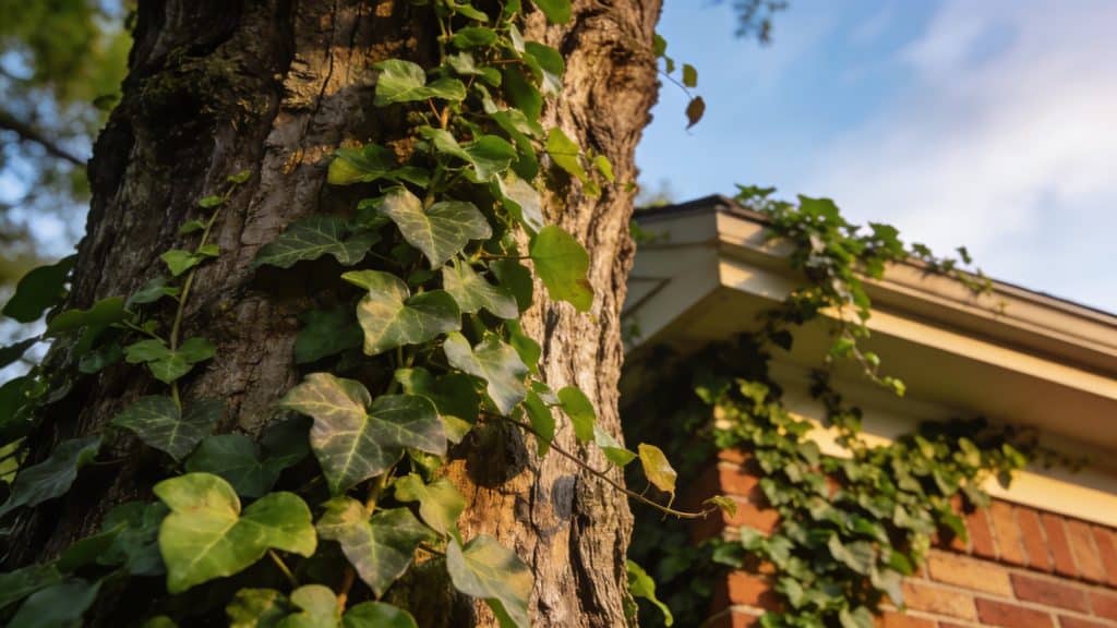 Le lierre sur vos arbres et façades : faut-il vraiment s'en débarrasser ?