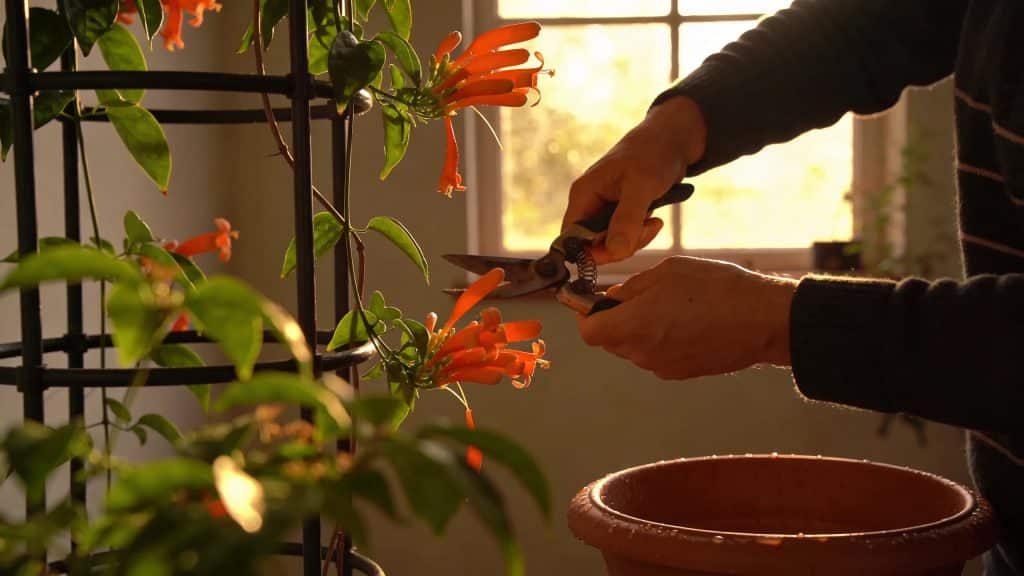 Jardinier taille une bignone orange sur treillis