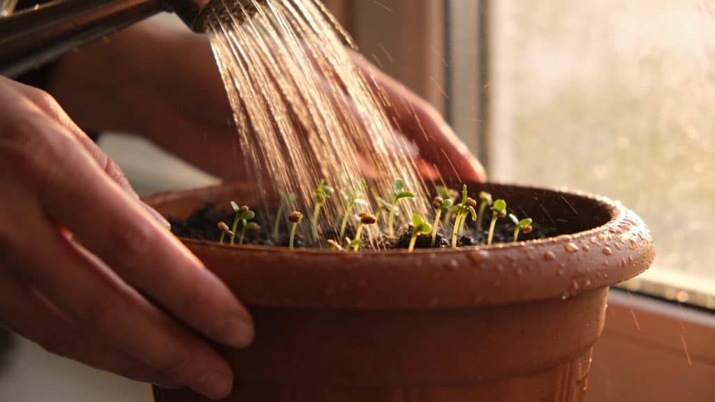 Mains arrosant de petites graines germant en pot