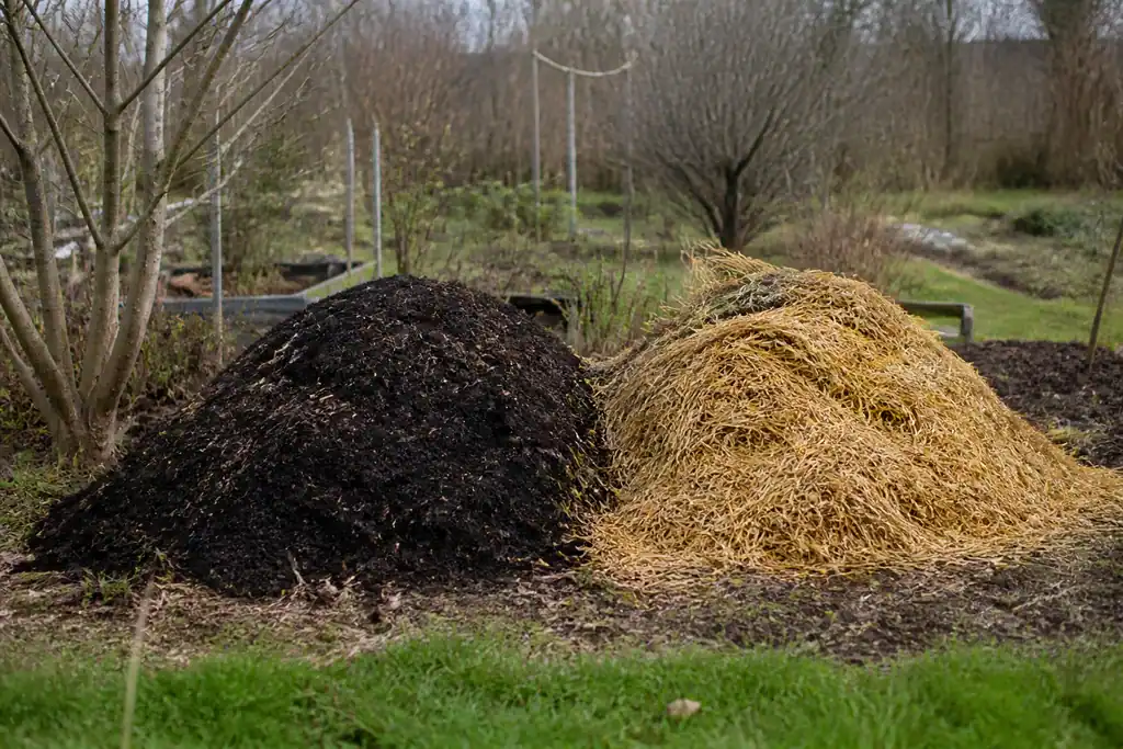 Tas de compost noir et paille jaune au jardin